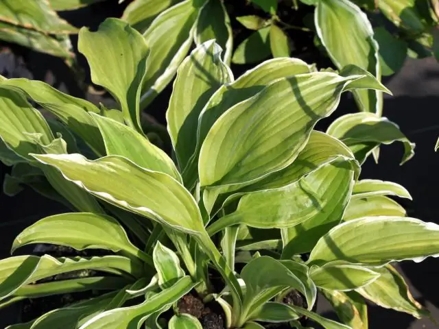 Сколько солнца можно Sum and Substance hosta?