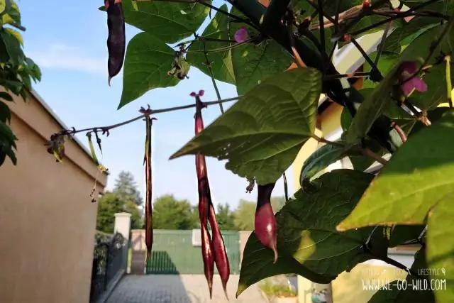 Можете ли вы запустить бобы в помещении?