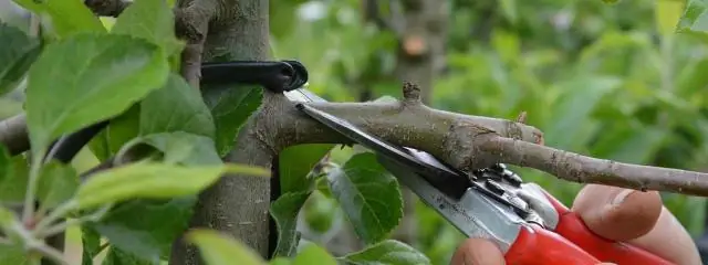 Когда мне срезать стоковые цветы?