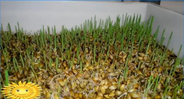 Как подготовить почву для местных растений?