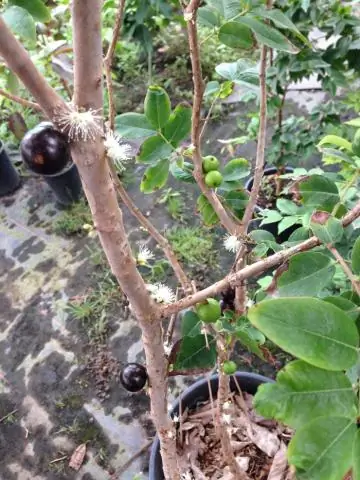 Как вы выращиваете деревья Jaboticaba?