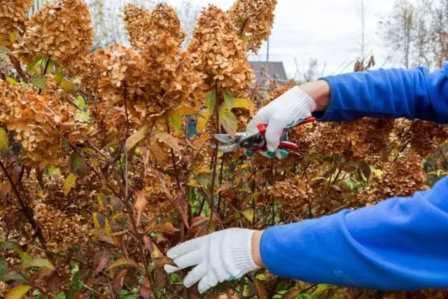 Вы обрезаете Heuchera осенью?