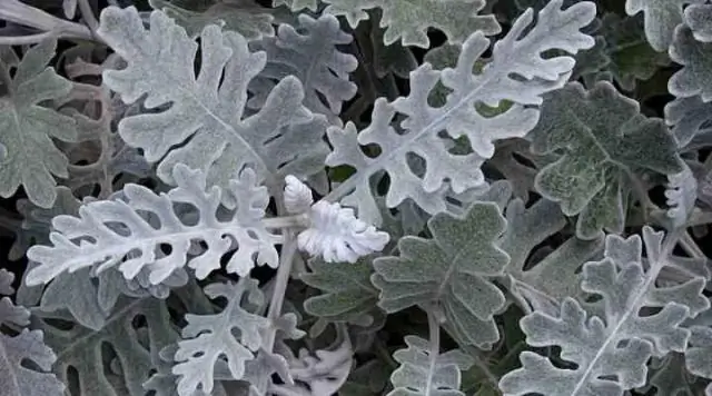 Дасти Миллер - однолетнее или многолетнее?