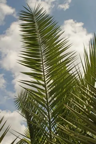 Как быстро растет Phoenix canariensis?
