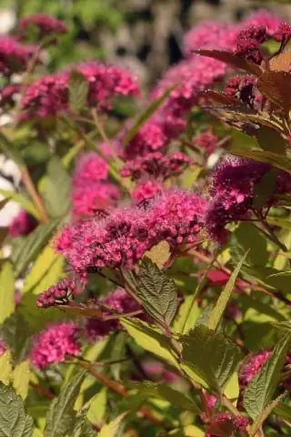 Какие кусты лучше всего подходят для уединения?