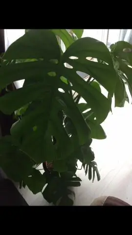 Как поливать Monstera deliciosa?