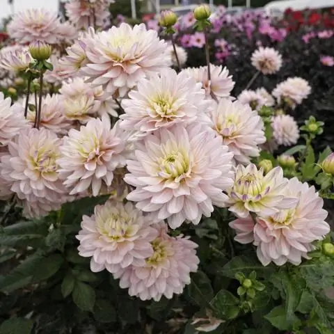 Какие самые лучшие условия для георгинов?