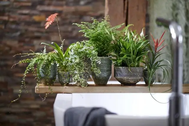 Как часто поливать спирею?