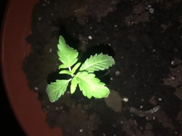 Почему мой потос так медленно растет?