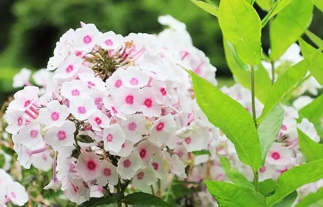 Как вырастить флокс Drummondii из семян?