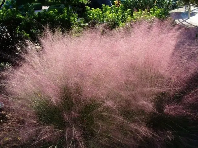 Требуется ли для травы Pink Muhly полное солнце?