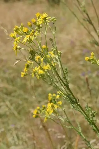Как разводить Senecio Serpens?