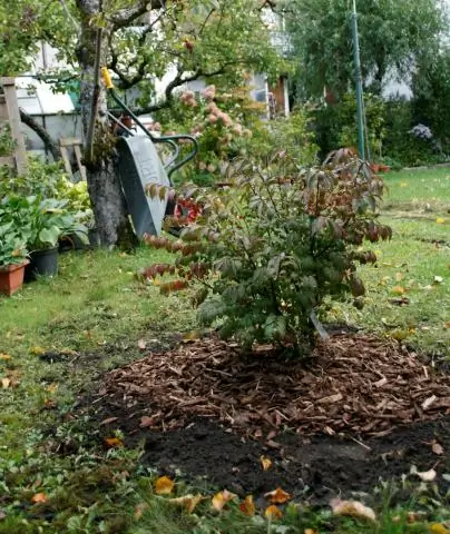 Как вы выращиваете Euonymus alatus?