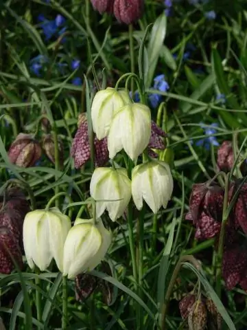 Где я сажаю луковицы Fritillaria Meleagris?