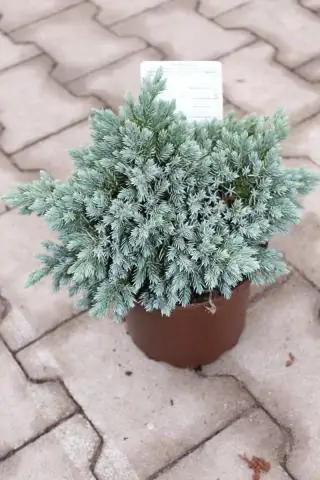 Устойчив ли можжевельник Blue Star?