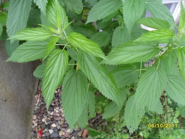 Что такое Itchweed?