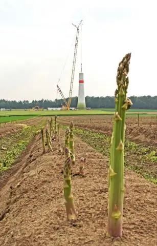 Что растет в саду в пустыне?