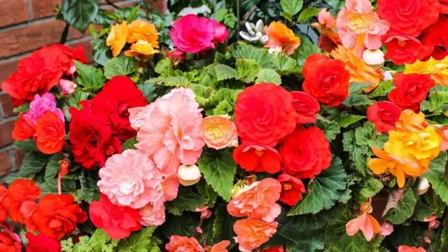 Как разводить бегонии?