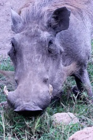 Что такое Waterhog?