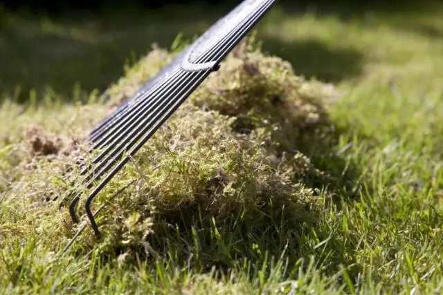 Избавляет ли Dethatching от мха?