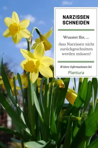 Как сажать нарциссы paperwhites?