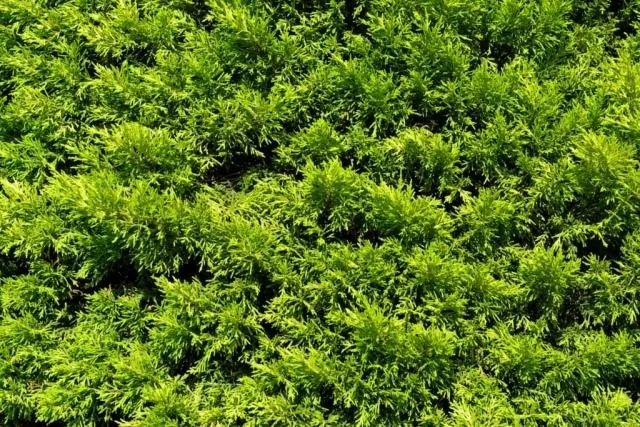 Стоит ли испачкать забор из красного дерева?