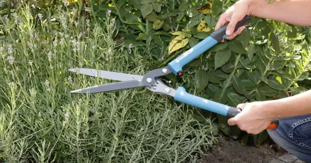 Сколько я должен брать за посадку?