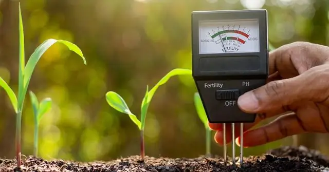 В каких почвенных условиях горох лучше всего растет?