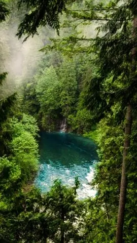 Устойчивы ли олени Abelia?