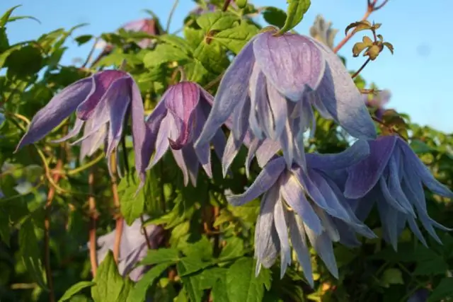 В каком месяце цветет клематис?