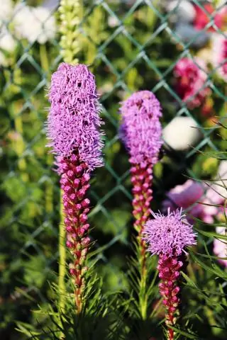 Как сажать Liatris spicata?