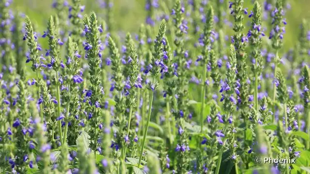Можно ли сажать семена в пластиковые стаканчики?