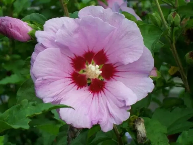 Как быстро растет роза шарон кустовая?