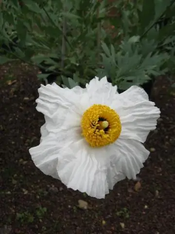 Как выращивать Romneya coulteri?