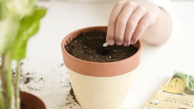 Можно ли вырастить кувшинки из семян?