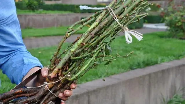 Когда можно сажать голые корневые розы?