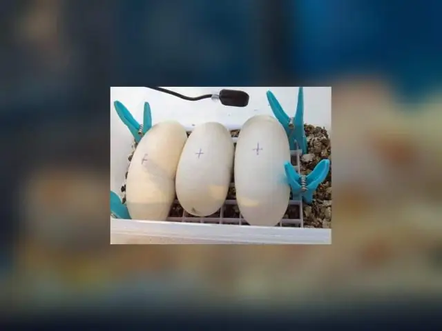 Как вы выращиваете Pycnosorus Globosus?
