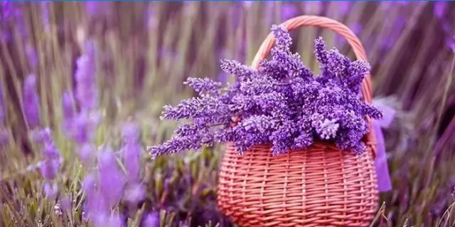 Какие однолетние цветы сами себя пересаживают?
