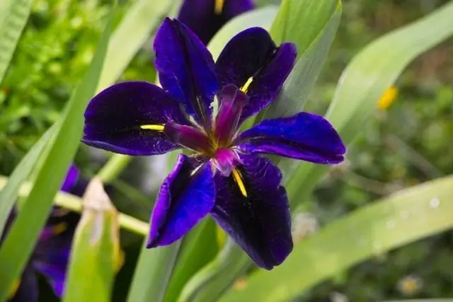 Подходит ли Miracle Grow для ирисов?