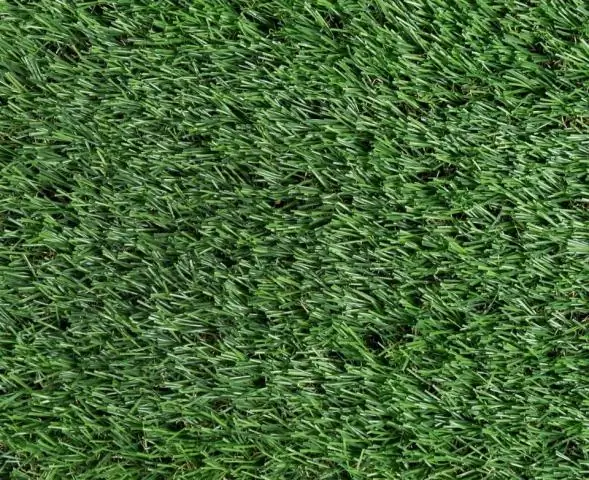 Как сделать траву Zoysia зеленой?
