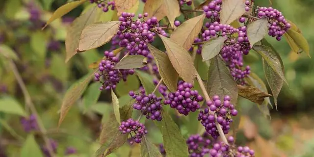 Как вы выращиваете Callicarpa Bodinieri?