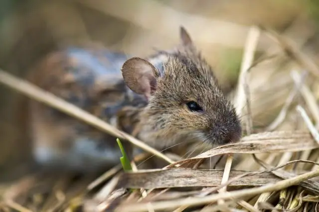 Могут ли MICE проходить через вентиляционные отверстия?