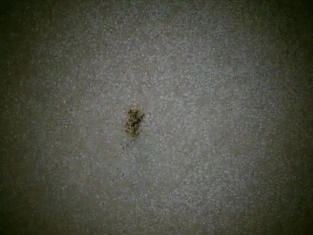 Что вызывает мокрый ковер?