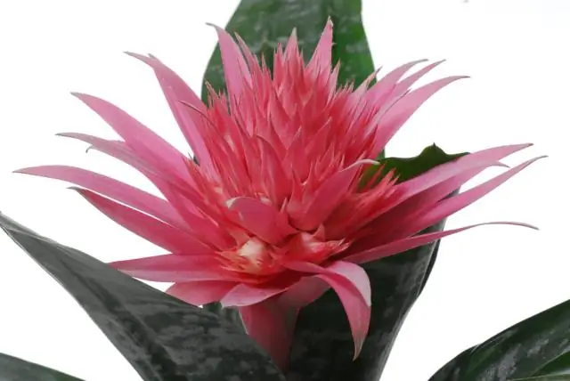 Как заставить гардению цвести?