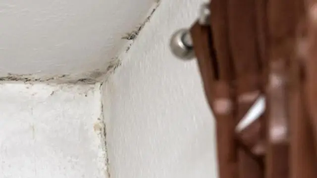 Как вы проверяете наличие плесени на потолке?