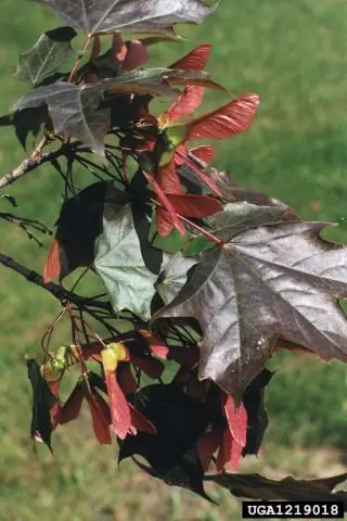Является ли Crimson King Maple агрессивным?