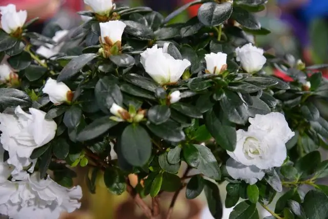 Как долго дельфиниумы цветут?