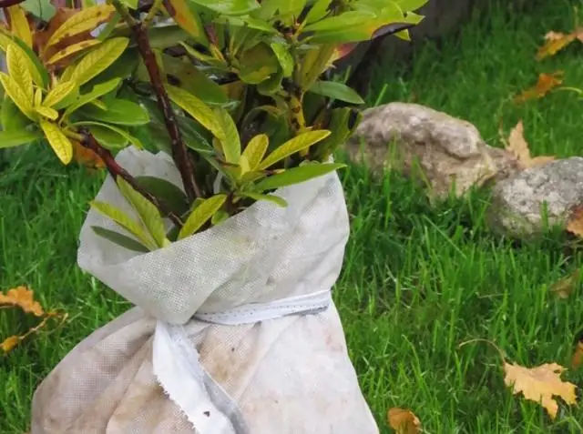 Как защитить сад от мороза?