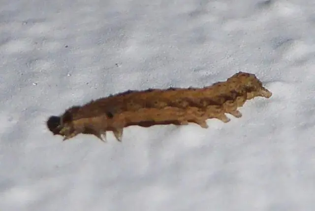 Что убьет Spanworms?