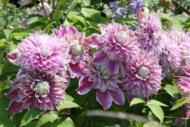 Как вырастить клематис Жозефина?